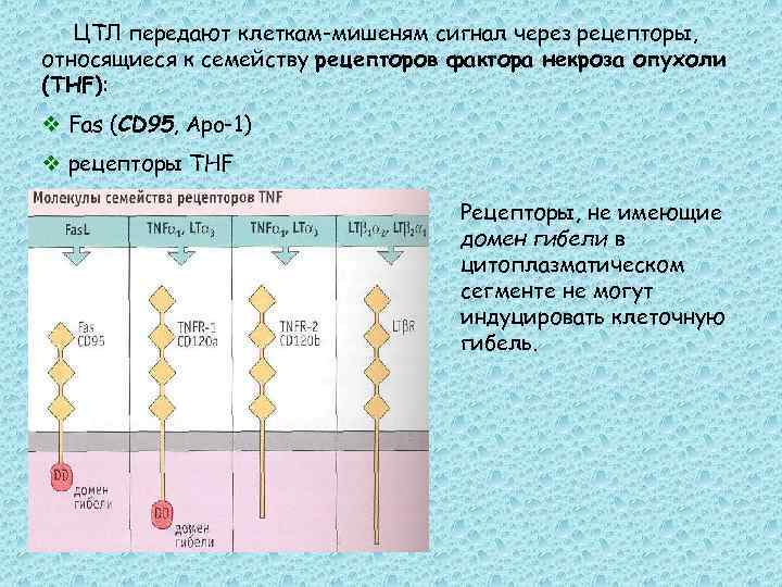 ЦТЛ передают клеткам-мишеням сигнал через рецепторы, относящиеся к семейству рецепторов фактора некроза опухоли (THF):