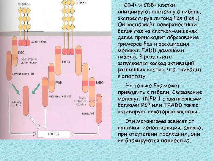 TNFR-1 CD 4+ и CD 8+ клетки инициируют клеточную гибель, экспрессируя лиганд Fas (Fas.