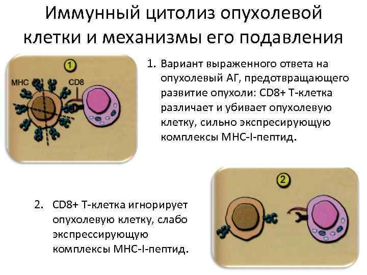 Иммунный цитолиз опухолевой клетки и механизмы его подавления 1. Вариант выраженного ответа на опухолевый