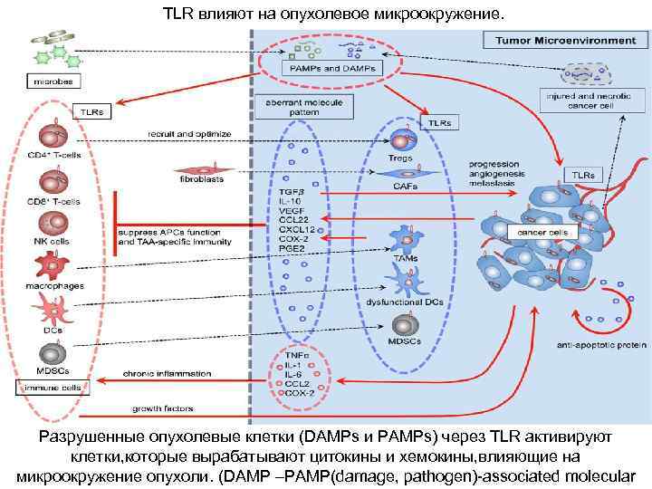TLR влияют на опухолевое микроокружение. Разрушенные опухолевые клетки (DAMPs и PAMPs) через TLR активируют