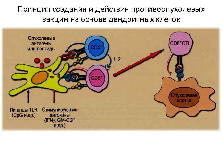 Принцип создания и действия противоопухолевых вакцин на основе дендритных клеток 