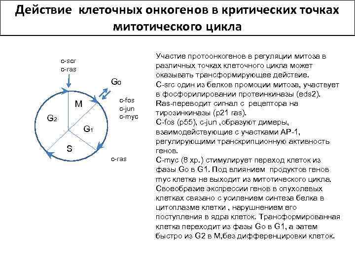 Действие клеточных онкогенов в критических точках митотического цикла c-scr c-ras G 0 c-fos c-jun