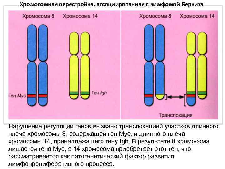 Парные хромосомы называются