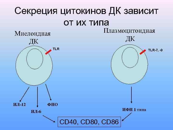 Секреция цитокинов ДК зависит от их типа Плазмоцитоидная ДК Миелоидная ДК TLR ИЛ-12 TLR-7,