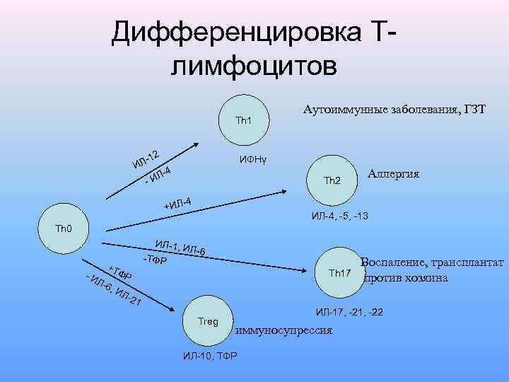 Дифференцировка Тлимфоцитов Th 1 -12 Аутоиммунные заболевания, ГЗТ ИФНγ ИЛ -4 ИЛ - Th