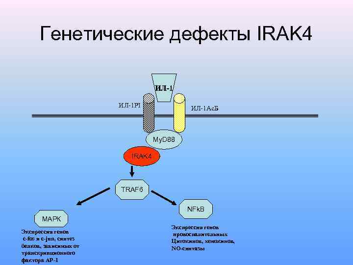 Генетические дефекты IRAK 4 ИЛ-1 РI ИЛ-1 Ас. Б My. D 88 IRAK 4