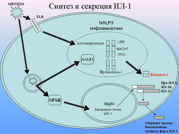 патоген Синтез и секреция ИЛ-1 TLR NALP 3 инфламмасома LRR олигомеризация NACHT PYD NALP