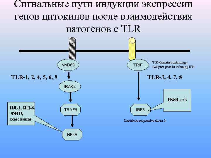 Сигнальные пути индукции экспрессии генов цитокинов после взаимодействия патогенов с TLR My. D 88