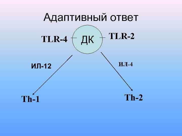 Адаптивный ответ TLR-4 ИЛ-12 Th-1 ДК TLR-2 ИЛ-4 Th-2 