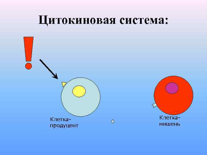 Цитокиновая система: Клеткапродуцент Клеткамишень 