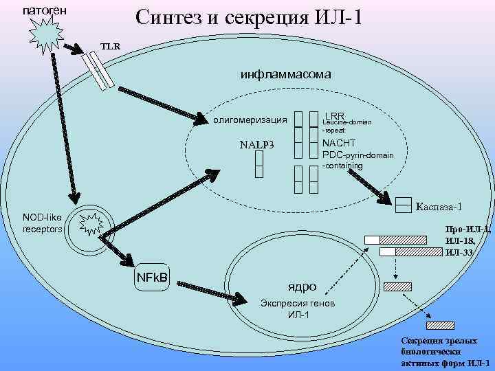 патоген Синтез и секреция ИЛ-1 TLR инфламмасома LRR олигомеризация Leucine-domian -repeat NACHT PDC-pyrin-domain NALP