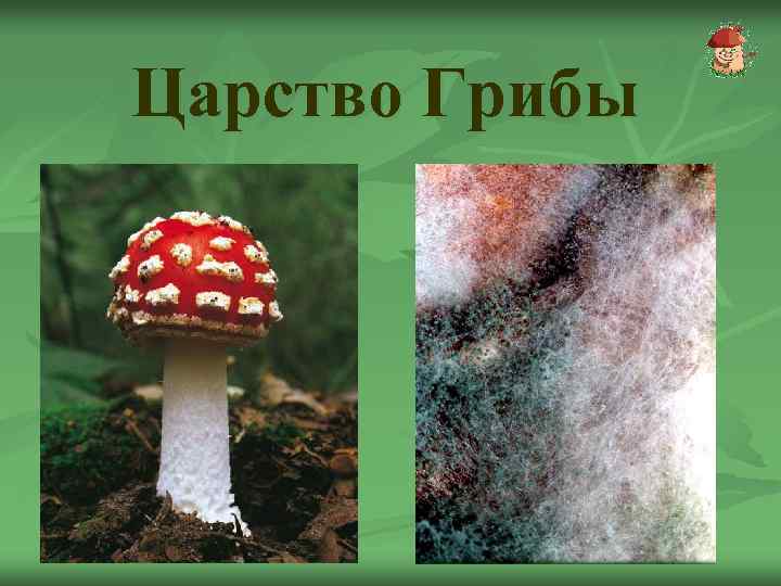 Царство Грибы 