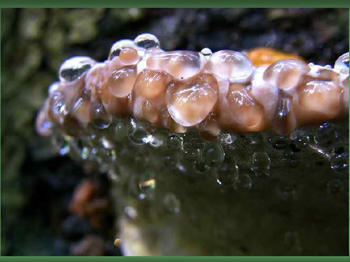 Разрушители древесных построек. Домовый гриб n ДОМОВЫЕ ГРИБЫ вызывают гниение древесины в постройках, 50