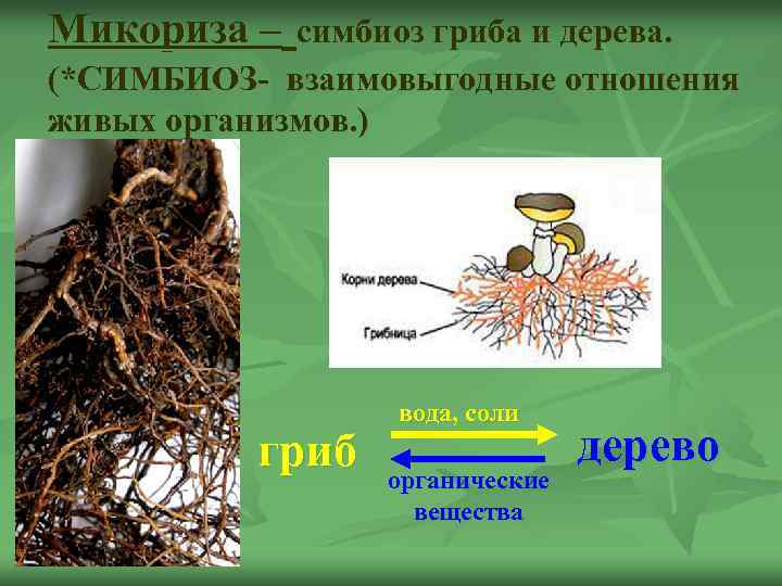 Микориза – симбиоз гриба и дерева. (*СИМБИОЗ- взаимовыгодные отношения живых организмов. ) гриб вода,