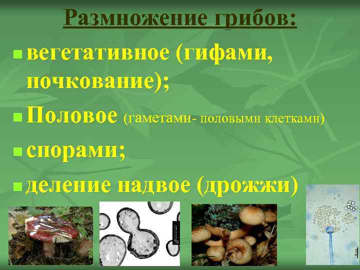 Размножение грибов: n вегетативное (гифами, почкование); n Половое (гаметами- половыми клетками) n спорами; n