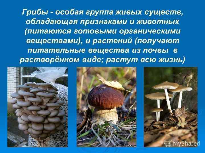 Царство Грибы 