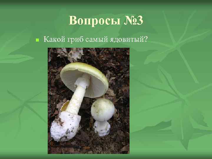 Вопросы № 3 n Какой гриб самый ядовитый? 