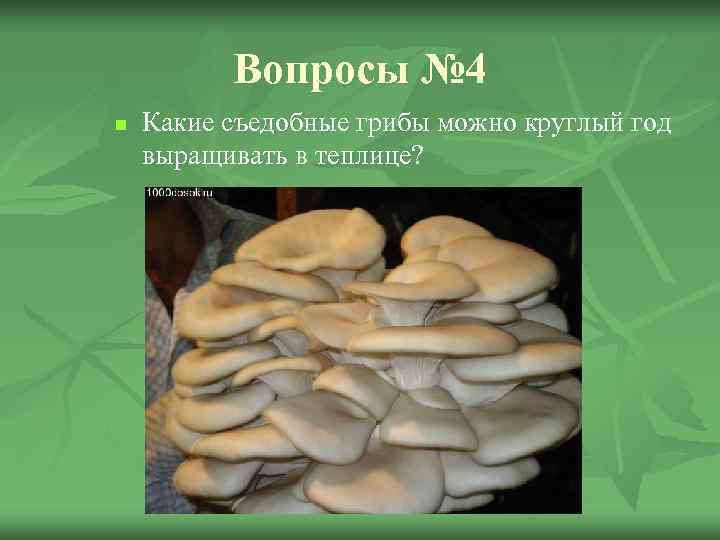 Вопросы № 4 n Какие съедобные грибы можно круглый год выращивать в теплице? 