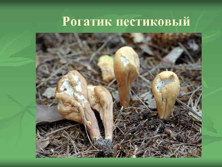 Рогатик пестиковый 