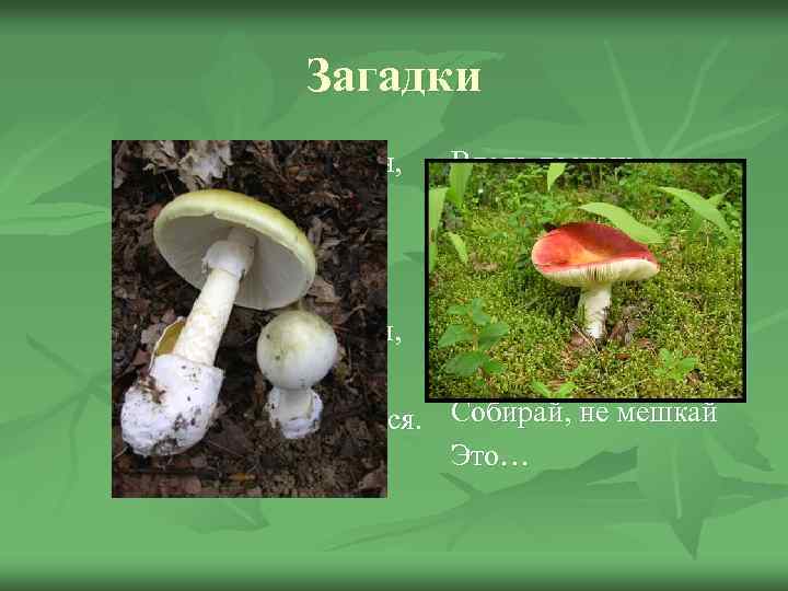 Загадки Я старушка вредная, На мне шляпка бледная, А нога в ботинке, На чулке