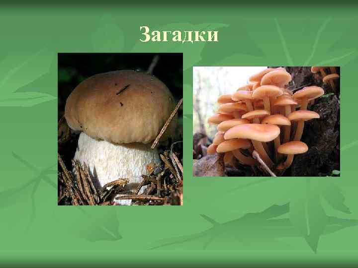 Загадки Царь грибов на толстой ножке – Самый лучший для лукошка. Он головку держит