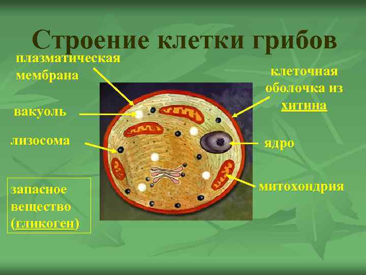 Строение клетки грибов плазматическая вакуоль клеточная оболочка из хитина лизосома ядро мембрана запасное вещество