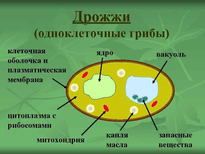 Дрожжи (одноклеточные грибы) клеточная оболочка и плазматическая мембрана ядро вакуоль цитоплазма с рибосомами митохондрия