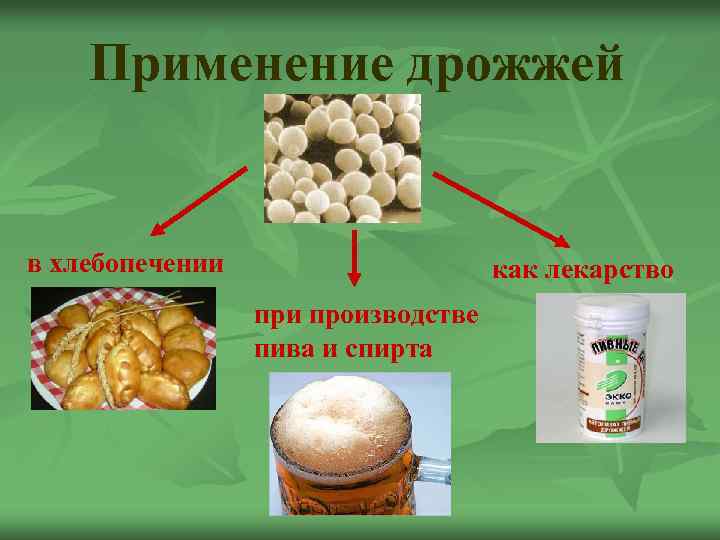Применение дрожжей в хлебопечении как лекарство при производстве пива и спирта 