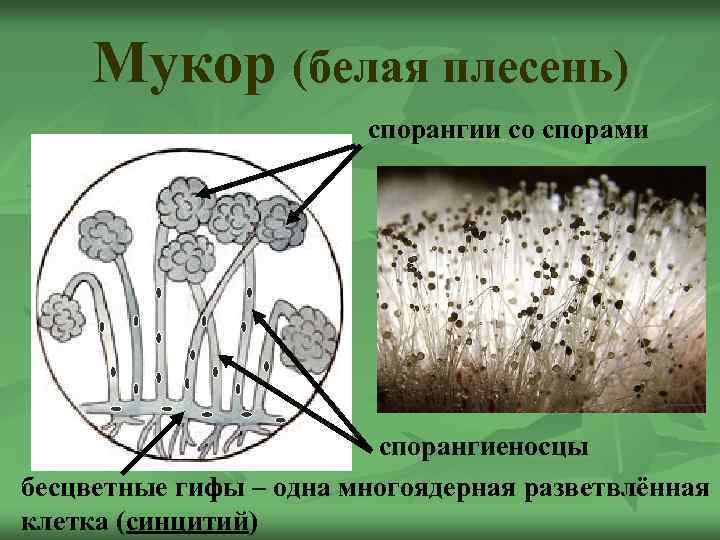 Мукор (белая плесень) спорангии со спорами спорангиеносцы бесцветные гифы – одна многоядерная разветвлённая клетка