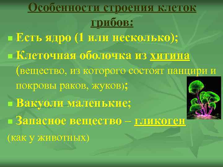 Особенности строения клеток грибов: n Есть ядро (1 или несколько); n Клеточная оболочка из
