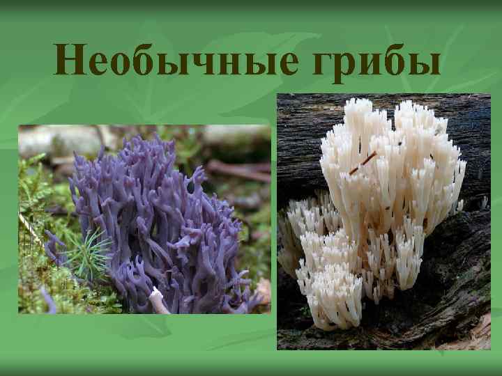 Необычные грибы 