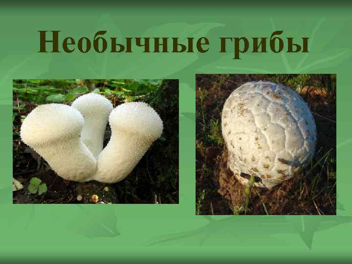 Необычные грибы 