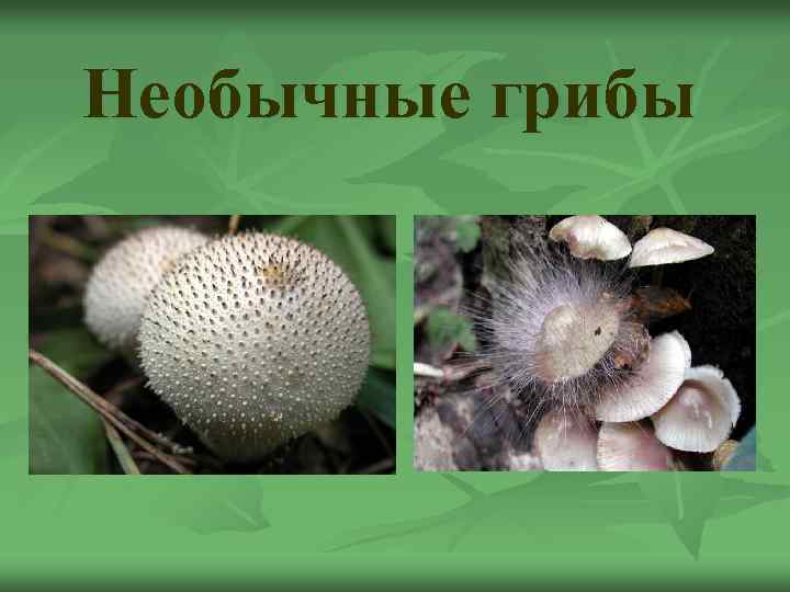 Необычные грибы 