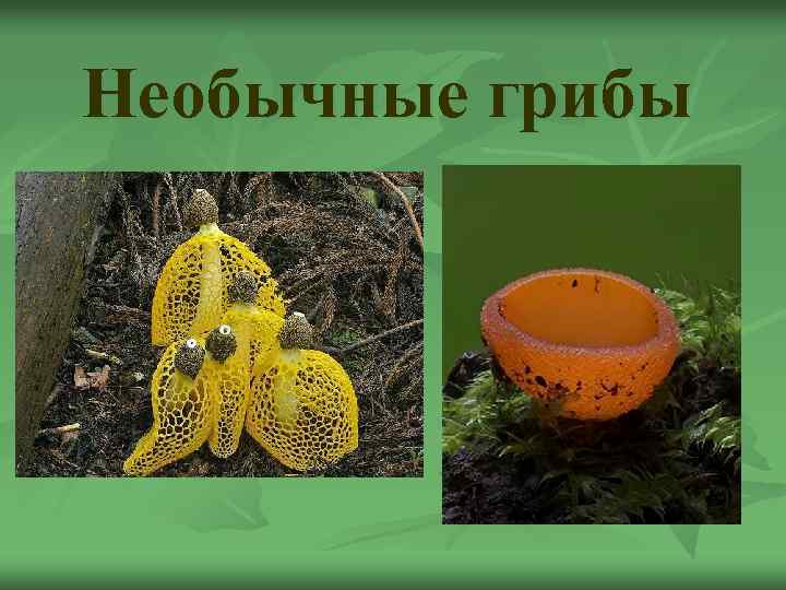 Необычные грибы 