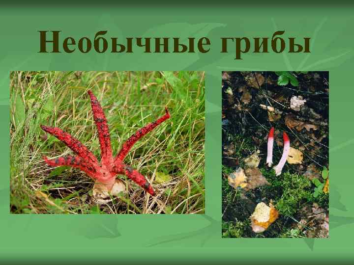 Необычные грибы 