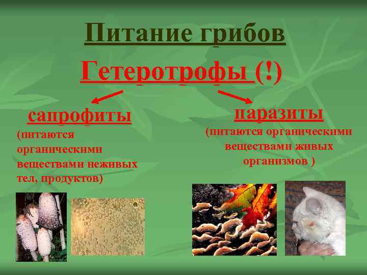 Питание грибов Гетеротрофы (!) сапрофиты (питаются органическими веществами неживых тел, продуктов) паразиты (питаются органическими