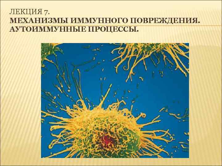 ЛЕКЦИЯ 7. МЕХАНИЗМЫ ИММУННОГО ПОВРЕЖДЕНИЯ. АУТОИММУННЫЕ ПРОЦЕССЫ. 
