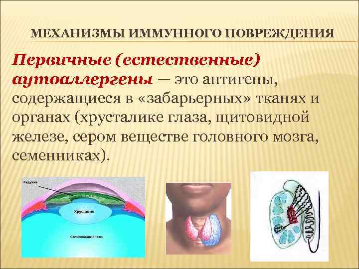 МЕХАНИЗМЫ ИММУННОГО ПОВРЕЖДЕНИЯ Первичные (естественные) аутоаллергены — это антигены, содержащиеся в «забарьерных» тканях и