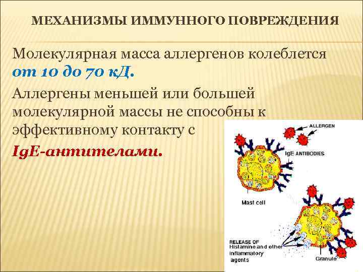 МЕХАНИЗМЫ ИММУННОГО ПОВРЕЖДЕНИЯ Молекулярная масса аллергенов колеблется от 10 до 70 к. Д. Аллергены