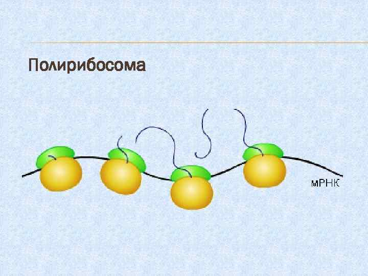 Полирибосома 