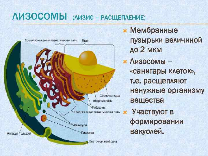 ЛИЗОСОМЫ (ЛИЗИС – РАСЩЕПЛЕНИЕ) Мембранные пузырьки величиной до 2 мкм Лизосомы – «санитары клеток»