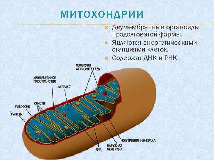 МИТОХОНДРИИ Двумембранные органоиды продолговатой формы. Являются энергетическими станциями клеток. Содержат ДНК и РНК. 