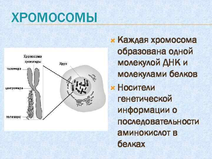 ХРОМОСОМЫ Каждая хромосома образована одной молекулой ДНК и молекулами белков Носители генетической информации о