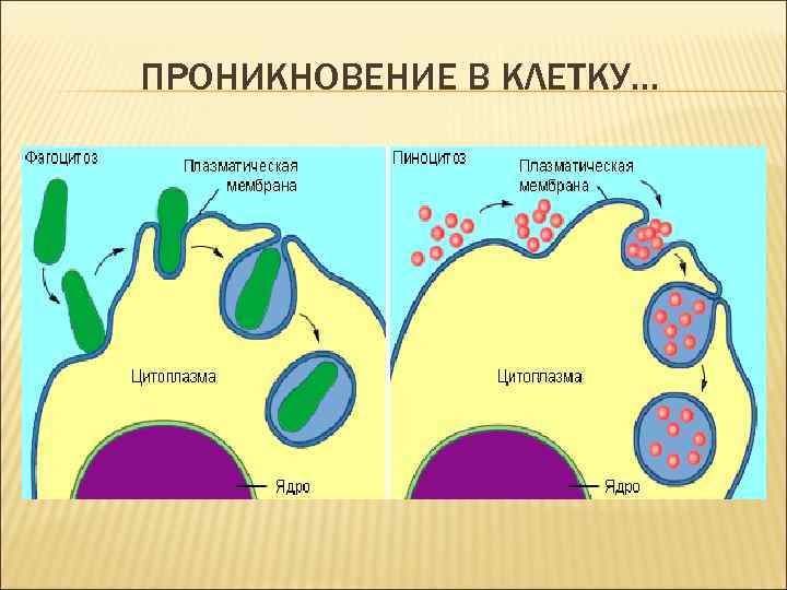 ПРОНИКНОВЕНИЕ В КЛЕТКУ… 