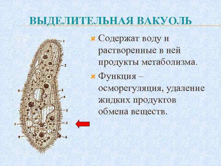 ВЫДЕЛИТЕЛЬНАЯ ВАКУОЛЬ Содержат воду и растворенные в ней продукты метаболизма. Функция – осморегуляция, удаление