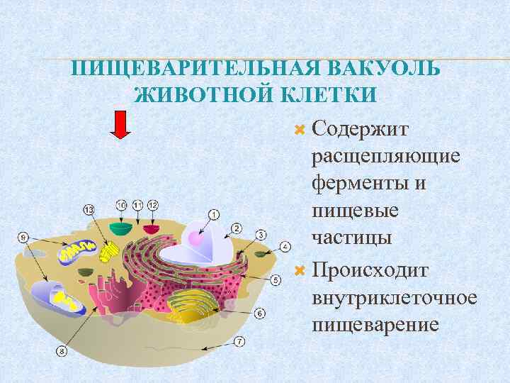 ПИЩЕВАРИТЕЛЬНАЯ ВАКУОЛЬ ЖИВОТНОЙ КЛЕТКИ Содержит расщепляющие ферменты и пищевые частицы Происходит внутриклеточное пищеварение 