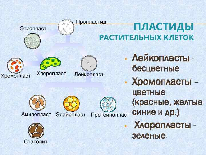 ПЛАСТИДЫ РАСТИТЕЛЬНЫХ КЛЕТОК • Лейкопласты - • Хромопласты – • бесцветные (красные, желтые синие