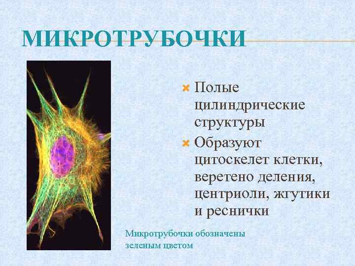 МИКРОТРУБОЧКИ Полые цилиндрические структуры Образуют цитоскелет клетки, веретено деления, центриоли, жгутики и реснички Микротрубочки