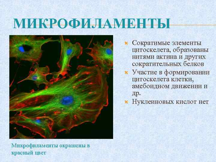 МИКРОФИЛАМЕНТЫ Микрофиламенты окрашены в красный цвет Сократимые элементы цитоскелета, образованы нитями актина и других