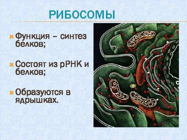 РИБОСОМЫ Функция белков; Состоят белков; – синтез из р. РНК и Образуются ядрышках. в